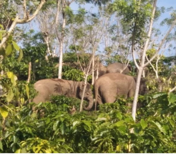 doc gajah